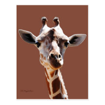 Giraffe on Brown Post Cards