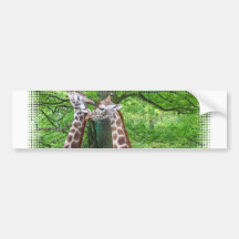Giraffe Pair Bumper Sticker