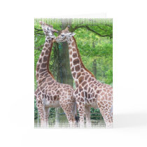 Giraffe Pair Greeting Card