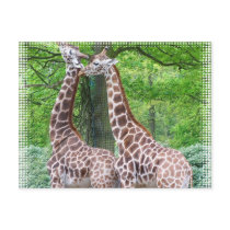 Giraffe Pair Postcard