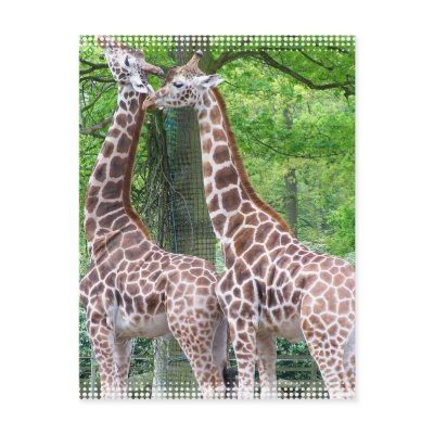 Giraffe Pair Postcard by WildlifeAnimals