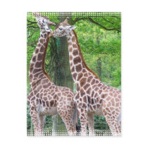 Giraffe Pair Postcard