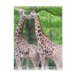 Giraffe Pair Postcard