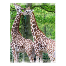 Giraffe Pair Postcard