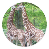 Giraffe Pair Sticker