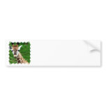 Giraffe Photo Bumper Stickers bumper stickers