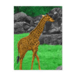 Giraffe photo colorized orange and green postcards