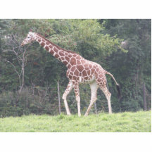 Giraffe Photo Cut Outs