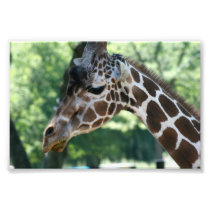Giraffe Photo