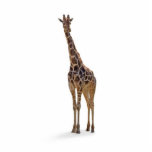 Giraffe Photo Sculpture photo sculptures