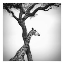 Giraffe Photo Print