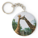 Giraffe Photograph
