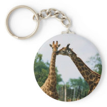 Giraffe Photograph