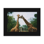 Giraffe Photograph