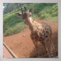 giraffe photos for sale poster