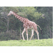 Giraffe Photo Cut Outs
