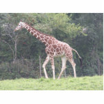 Giraffe photo sculptures