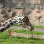 Giraffe photo sculptures
