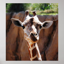 Giraffe Portrait Print