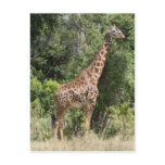giraffe pose postcard