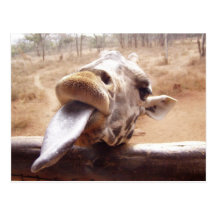 giraffe post card