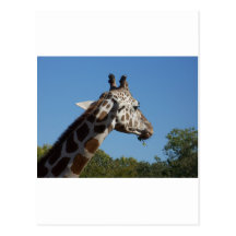 Giraffe Post Card