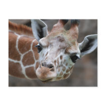 Giraffe Postcard