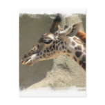 Giraffe Postcard