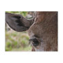 Giraffe Postcards