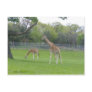 Giraffe Postcards