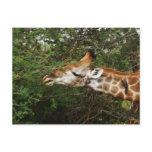 Giraffe Postcard