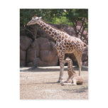 Giraffe Postcards