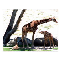 Giraffe Postcard