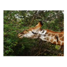 Giraffe Postcard