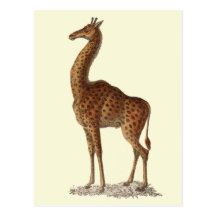GIRAFFE  POSTCARD