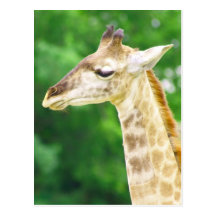 Giraffe Postcard