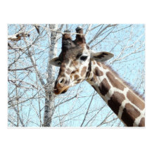giraffe postcard