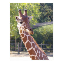 Giraffe Postcard