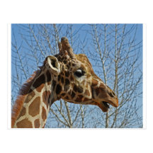 Giraffe Postcards