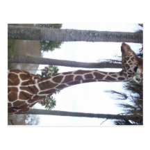 Giraffe Postcards