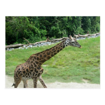 Giraffe Postcards