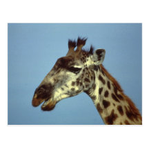 Giraffe Postcards