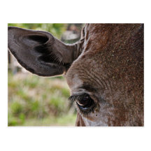 Giraffe Postcards