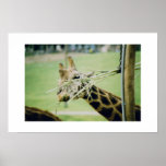 Giraffe Print