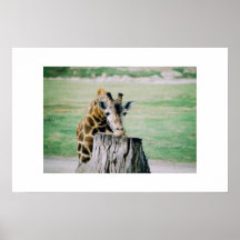 Giraffe Poster