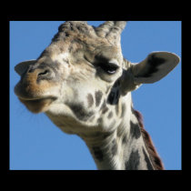 Giraffe Poster posters
