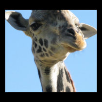 Giraffe Poster posters