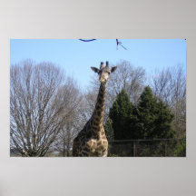 Giraffe Posters