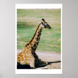 Giraffe Posters