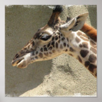 Giraffe Poster Print